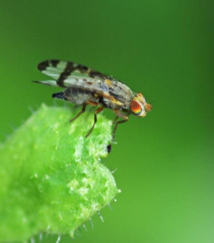 Réf. 310 331 : Sphenella marginata
